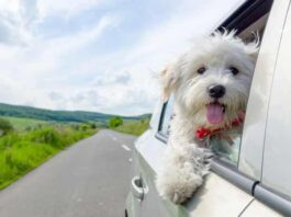 viajar con perro en carretera