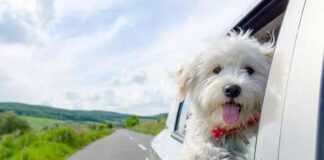 viajar con perro en carretera