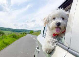 7 tips para viajar con tu perro en carretera de forma segura viajar con perro en carretera