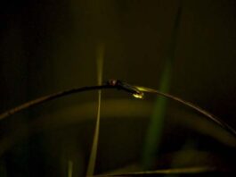 luciérnagas campaña LG OLED