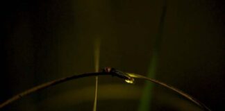 luciérnagas campaña LG OLED