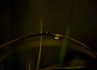 luciérnagas campaña LG OLED