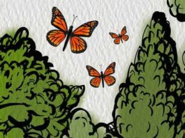 Air Wick y WWF se unen para proteger a la mariposa Monarca Air Wick protege mariposa monarca