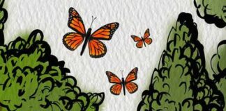 Air Wick protege mariposa monarca