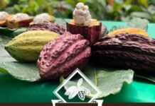 Mars Wrigley productores de cacao