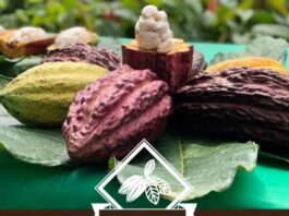Mars Wrigley apoya a productores de cacao en Chiapas Mars Wrigley productores de cacao