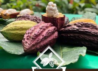Mars Wrigley apoya a productores de cacao en Chiapas Mars Wrigley productores de cacao