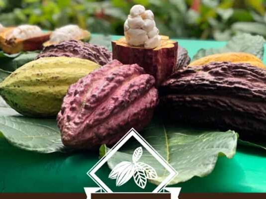 Mars Wrigley apoya a productores de cacao en Chiapas Mars Wrigley productores de cacao