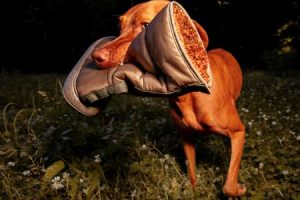 colección de otoño Cool Planet