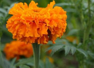 ¿Qué países superan a México en la exportación de flor de cempasúchil? exportación flor de cempasúchil