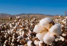 impacto del uso de ropa de algodón