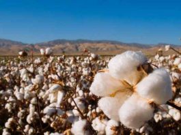 Fabricar y usar ropa de algodón pueden reducir el impacto ambiental impacto del uso de ropa de algodón