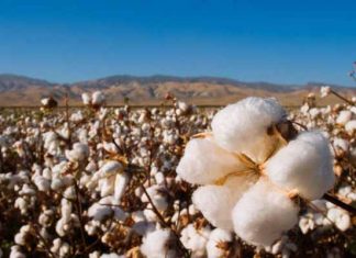 Fabricar y usar ropa de algodón pueden reducir el impacto ambiental impacto del uso de ropa de algodón