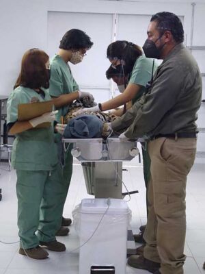 atención veterinaria jaguar