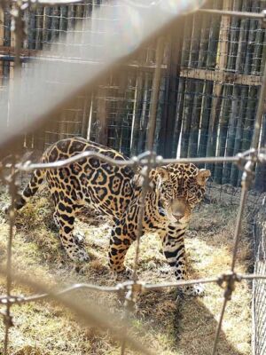 Santuario Jaguar en Reino Animal
