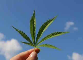 campesinos cambian maíz por cannabis