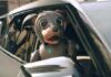 Un adorable perro robot protagoniza el spot de Kia para el Super Bowl LVI comercial Robo Dog Kia Super Bowl