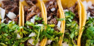 gusano cogollero en cultivos de maíz