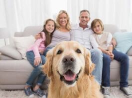 situación mascotas rentas de vivienda