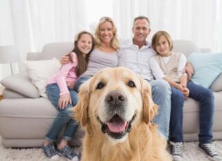 situación mascotas rentas de vivienda