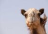 Los mejores lugares turísticos en Emiratos Árabes Unidos lugares para visitar Emiratos Árabes Unidos