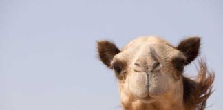 lugares para visitar Emiratos Árabes Unidos