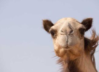 Los mejores lugares turísticos en Emiratos Árabes Unidos lugares para visitar Emiratos Árabes Unidos