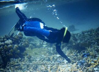 Mars crece su programa de restauración de arrecifes de coral en México restauración de arrecifes de coral Mars