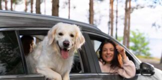 tips para viajar con perro