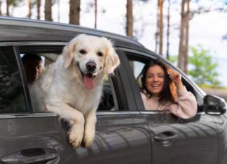tips para viajar con perro