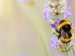 Acciones que puedes realizar en casa para cuidar a las abejas cómo cuidar a las abejas