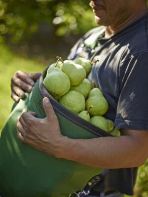 cosecha Peras Bartlett