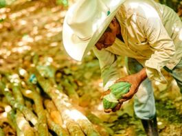 Las acciones de Mars para impulsar la industria chocolatera en México Mars impulsa la industria del chocolate