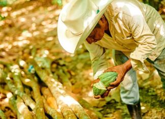 Las acciones de Mars para impulsar la industria chocolatera en México Mars impulsa la industria del chocolate