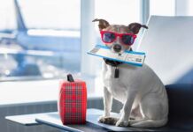 ¿Planeas viajar con tu mascota en avión? Sigue estas recomendaciones recomendaciones viajar con mascota en avión