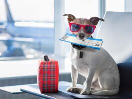 ¿Planeas viajar con tu mascota en avión? Sigue estas recomendaciones recomendaciones viajar con mascota en avión