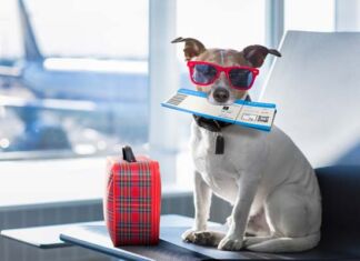 recomendaciones viajar con mascota en avión
