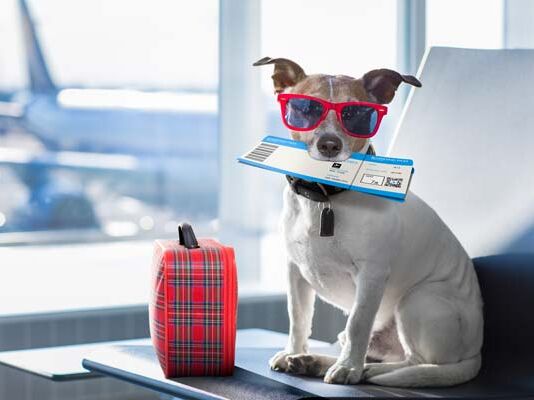 ¿Planeas viajar con tu mascota en avión? Sigue estas recomendaciones recomendaciones viajar con mascota en avión