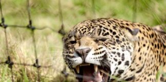 área de crianza salvaje Santuario Jaguar