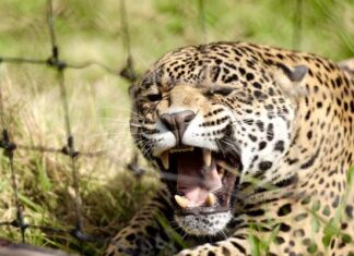 Ferrero y Reino Animal anuncian nueva Área de Crianza Salvaje dentro del Santuario Jaguar área de crianza salvaje Santuario Jaguar