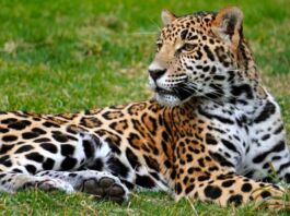 Trivia: Gana una cortesía cuádruple para visitar Reino Animal en estas vacaciones Cortesías Reino Animal