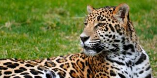 Cortesías Reino Animal