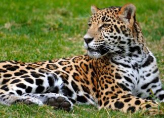 Trivia: Gana una cortesía cuádruple para visitar Reino Animal en estas vacaciones Cortesías Reino Animal