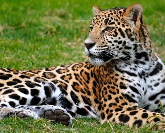 Trivia: Gana una cortesía cuádruple para visitar Reino Animal en estas vacaciones Cortesías Reino Animal