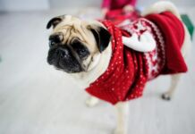 4 consejos para cuidar a tu mascota durante la temporada invernal Cómo cuidar a mi mascota en invierno