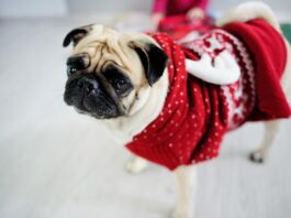 4 consejos para cuidar a tu mascota durante la temporada invernal Cómo cuidar a mi mascota en invierno
