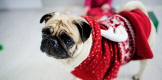 Cómo cuidar a mi mascota en invierno