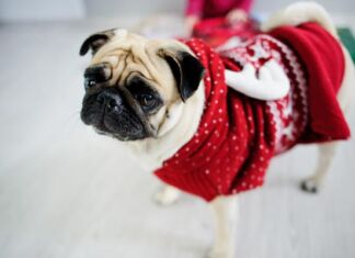 4 consejos para cuidar a tu mascota durante la temporada invernal Cómo cuidar a mi mascota en invierno