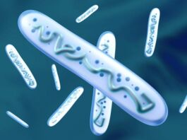 probióticos en la salud digestiva