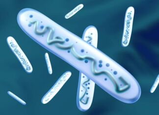 probióticos en la salud digestiva